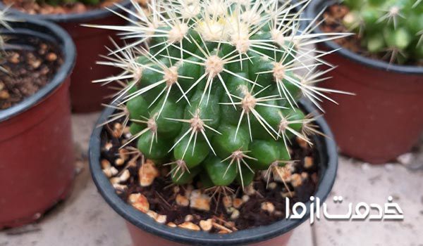 اصول نگهداری کاکتوس در خانه -توجه به دوره کمون